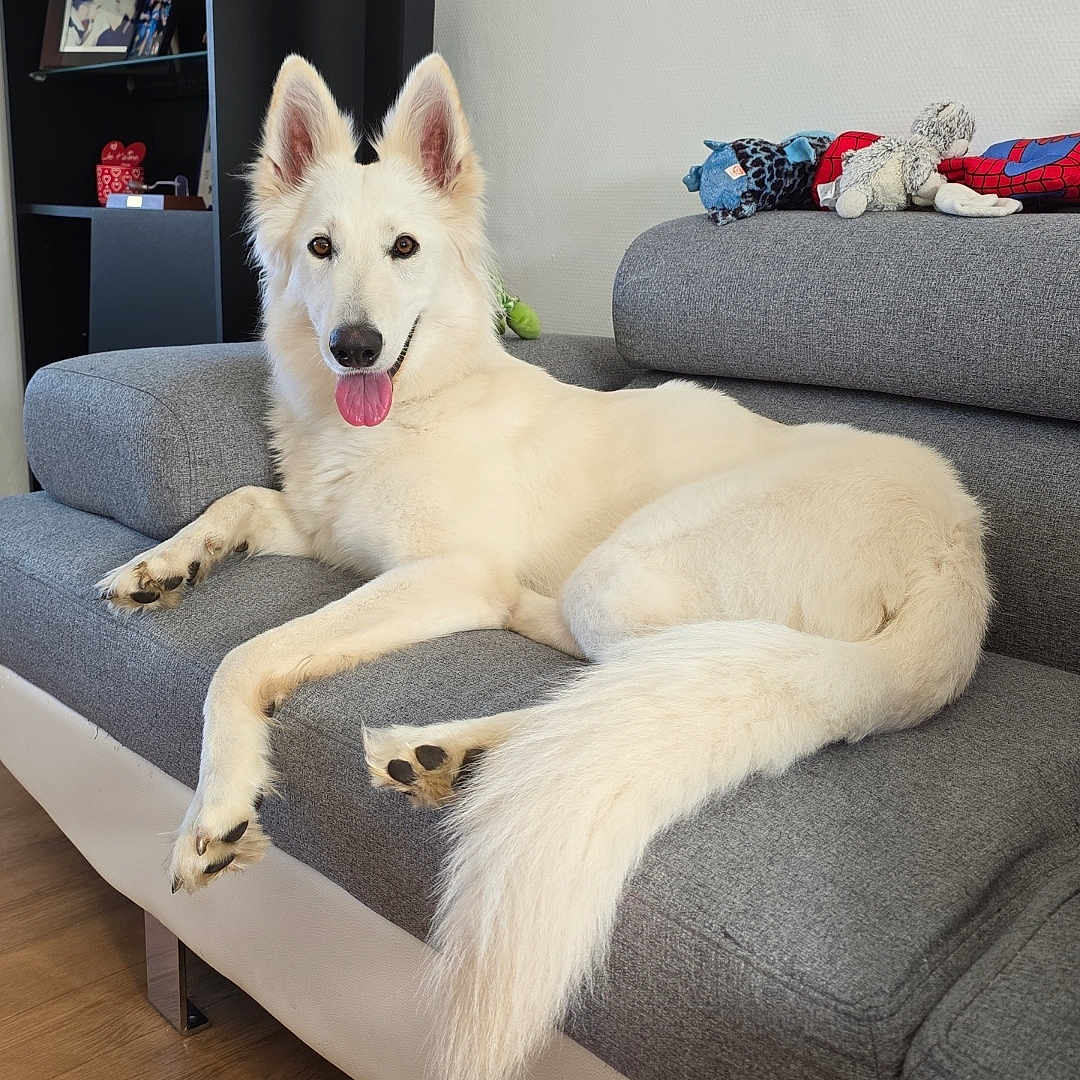 Maïa