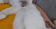 Ynaia a rejoint le concours — aidez-le/la à gagner de superbes lots ! cat, white_cat, fluffy, sleeping, resting, orange_blanket, couch, indoor, pet, feline, relaxed, cute, cozy, home, animal, paw, tail, fur, domestic_cat, quiet