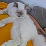 cat, white_cat, fluffy, sleeping, resting, orange_blanket, couch, indoor, pet, feline, relaxed, cute, cozy, home, animal, paw, tail, fur, domestic_cat, quiet