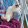 Ynaia a rejoint le concours — aidez-le/la à gagner de superbes lots ! cat, fluffy, white_cat, blue_eyes, chair, frozen_theme, blanket, purple_blanket, balcony, railing, indoor, pet, relaxed, cozy, furniture, domestic_animal, animal, portrait, resting, cute