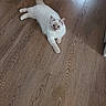 Ynaia a rejoint le concours — aidez-le/la à gagner de superbes lots ! cat, white_cat, blue_eyes, fluffy, wooden_floor, indoor, pet, animal, relaxed, laying, fur, cute, domestic, mammal, whiskers, tail, ears, flooring, home, curious