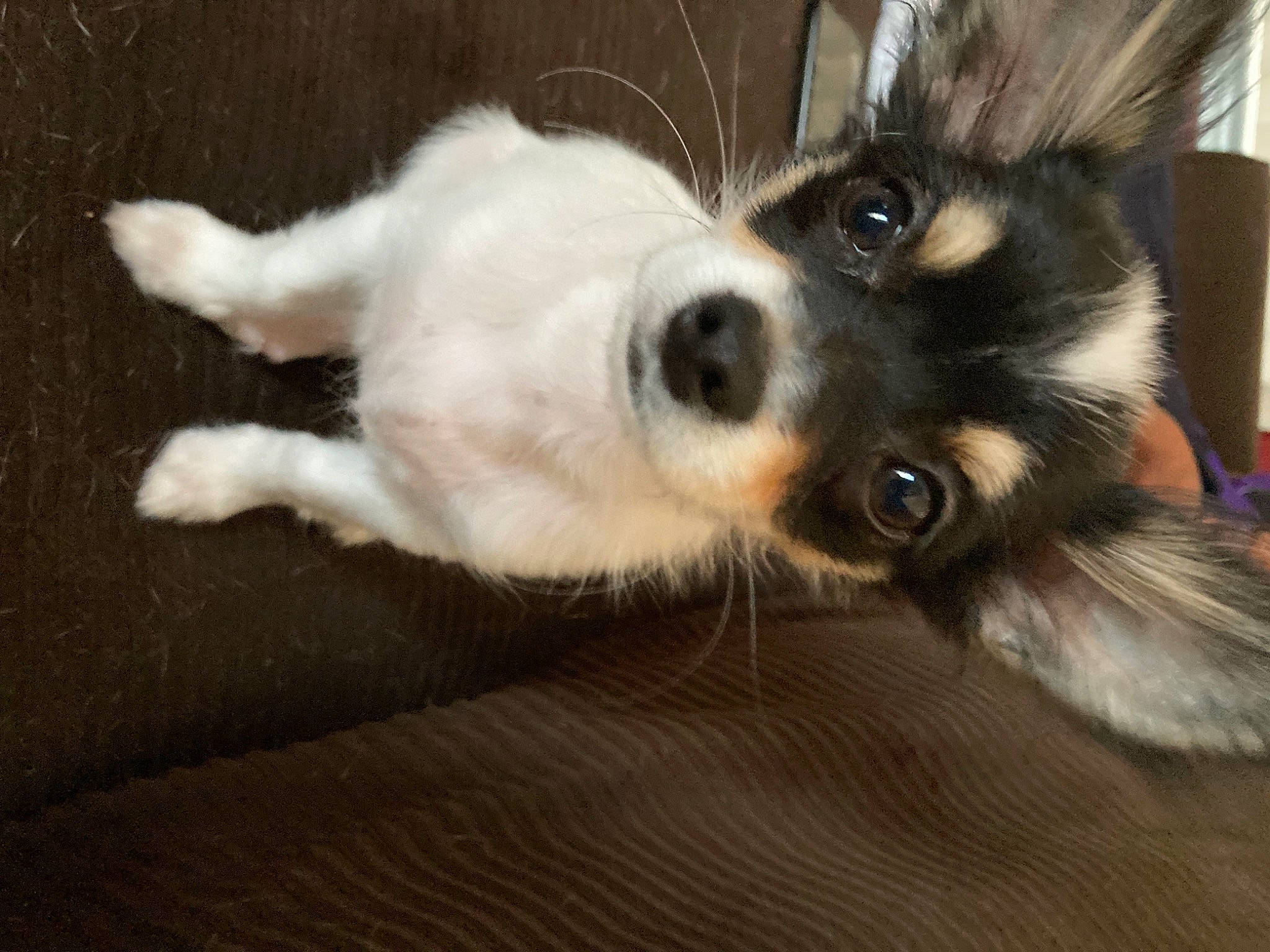 Rico is registered to the contest to win money with this photo: canidae, carnivore, claw, companion_dog, dog, dog_breed, felidae, flooring, fur, hardwood, herding_dog, paw, small_to_medium_sized_cats, snout, sporting_group, tail, terrestrial_animal, toy_dog, whiskers, working_dog