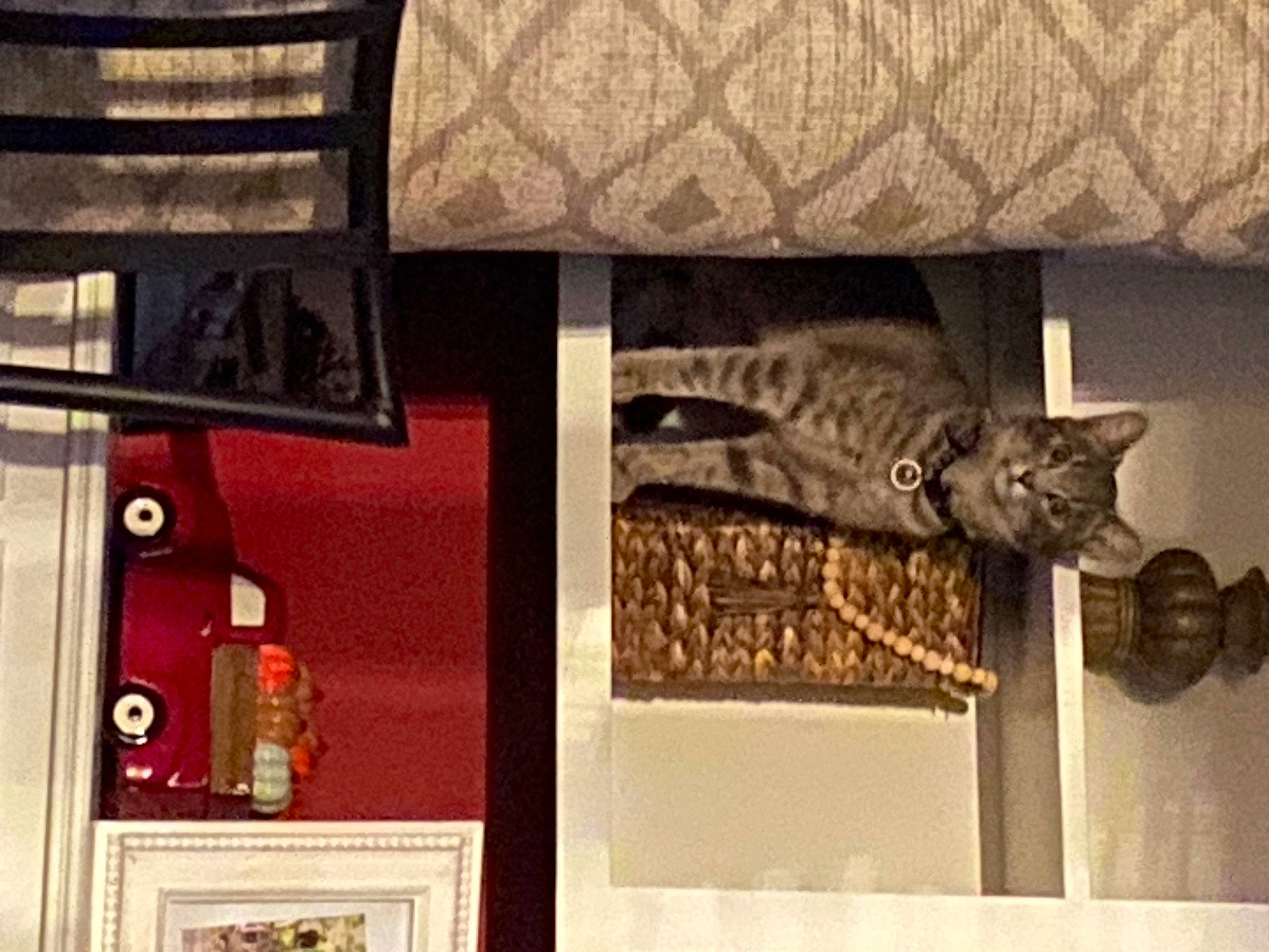 Jewels joined the competition — help win amazing prizes! art, carnivore, cat, collection, domestic_short_haired_cat, felidae, flooring, font, fur, hardwood, interior_design, metal, picture_frame, rectangle, room, small_to_medium_sized_cats, tail, visual_arts, whiskers, wood