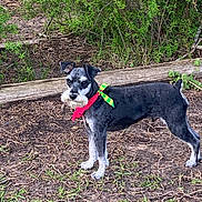 Baxter is registered to the contest to win money with this photo: dog, schnauzer, pet, black_and_white, standing, outdoors, park, woodland, greenery, bushes, nature, ground, wood, log, collar, bow, groomed, fur, portrait, animal