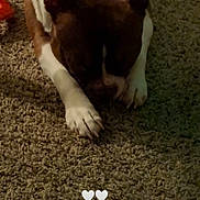 Turbo joined the competition — help win amazing prizes! animal, brown, canine, carpet, closeup, dog, ears, floor, fur, head, indoor, nails, paws, pet, quiet, relaxed, resting, shadow, sleepy, white