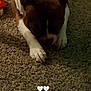 animal, brown, canine, carpet, closeup, dog, ears, floor, fur, head, indoor, nails, paws, pet, quiet, relaxed, resting, shadow, sleepy, white