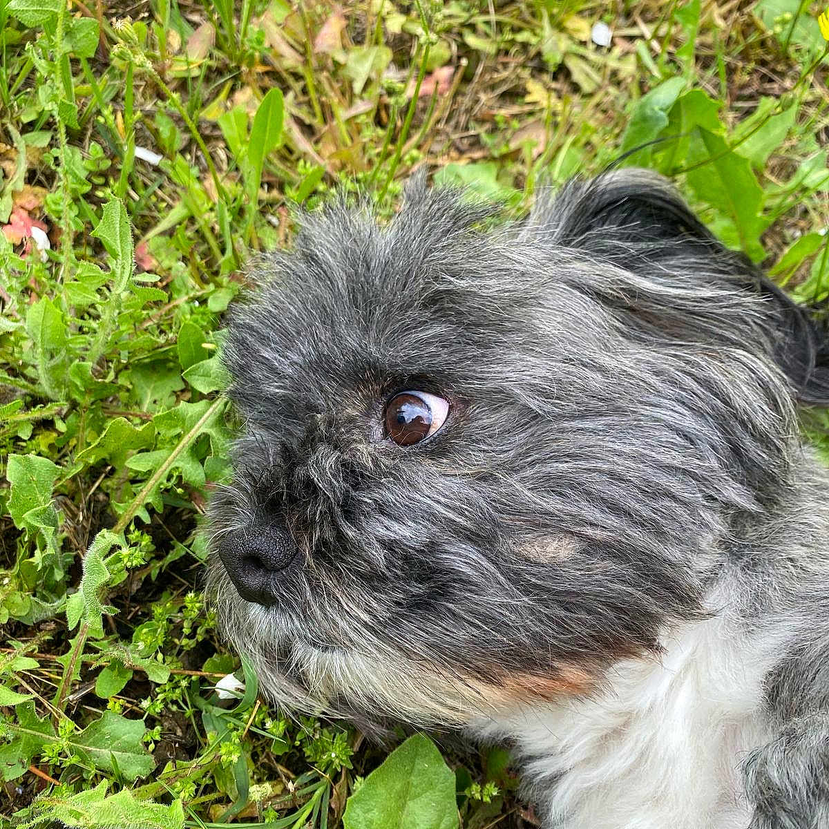 Rudy participe au concours pour gagner de l'argent avec cette photo : animal, brown_eye, canine, closeup, curious, dog, flora, fur, grass, greenery, leaf, lying_down, nature, nose, outdoor, pet, plants, portrait, side_view, whiskers