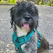 Rudy a rejoint le concours — aidez-le/la à gagner de superbes lots ! dog, wet, tongue_out, harness, pavement, outdoor, pet, happy, sitting, fur, black, gray, small_dog, close_up, cute, animal, nature, leafy_background, sunlight, daytime