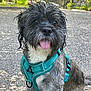 dog, wet, tongue_out, harness, pavement, outdoor, pet, happy, sitting, fur, black, gray, small_dog, close_up, cute, animal, nature, leafy_background, sunlight, daytime