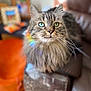 cat, tabby, long_hair, green_eyes, whiskers, indoor, chair, leather, armrest, rainbow_reflection, furniture, blurred_background, cozy, pet, animal, domestic_cat, portrait, close_up, fluffy, seated