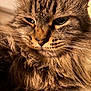 cat, tabby, close_up, fluffy, fur, whiskers, pet, animal, face, portrait, domestic_cat, eyes, muzzle, relaxed, indoor, soft_light, cute, feline, warm_tones, sleepy