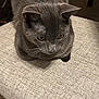 Crocodile joined the competition — help win amazing prizes! cat, gray_cat, pet, feline, animal, indoor, close_up, sitting, whiskers, ears, fur, looking_down, texture, beige, quiet, domestic_cat, cute, portrait, resting, calm