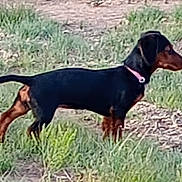 Roxie joined the competition — help win amazing prizes! alert, animal, black, brown, canine, collar, dachshund, daylight, dog, ears, field, fur, grass, ground, nature, outdoor, pet, profile, standing, tail