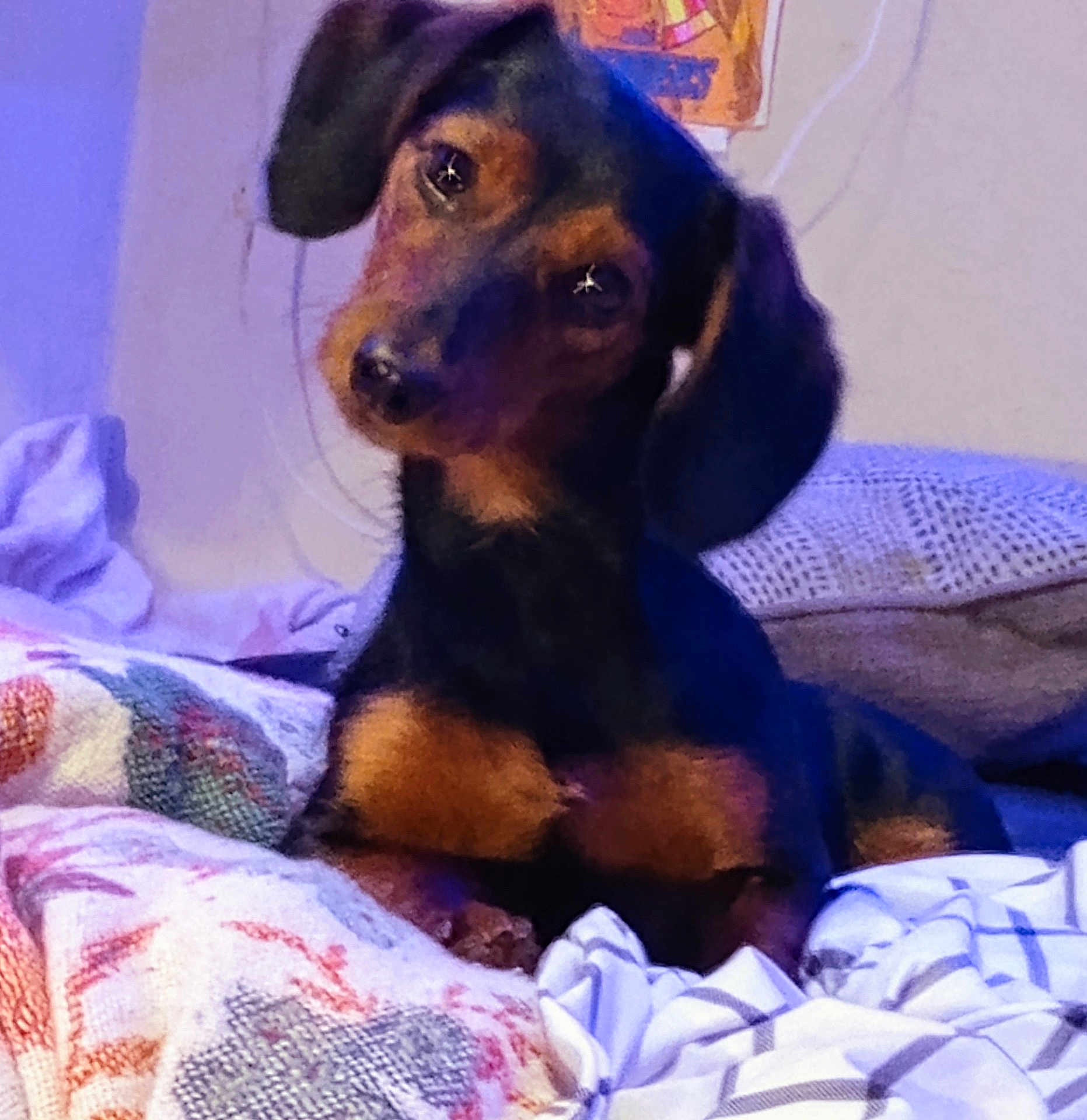 Roxie