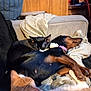 Roxie joined the competition — help win amazing prizes! black_cat, black_dog, blanket, cat, comfort, companion, couch, cozy, dog, domestic_animal, fur, furry_pet, home, indoor, orange_cat, pet, relaxation, resting, sleeping, snuggling