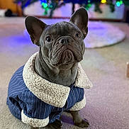 Major joined the competition — help win amazing prizes! animal, bokeh, carpet, christmas, christmas_tree, clothing, colorful_lights, costume, cute, dog, ears, french_bulldog, holiday, indoors, navy_blue, pet, portrait, serious_expression, sherpa_trim, sitting