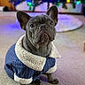 animal, bokeh, carpet, christmas, christmas_tree, clothing, colorful_lights, costume, cute, dog, ears, french_bulldog, holiday, indoors, navy_blue, pet, portrait, serious_expression, sherpa_trim, sitting