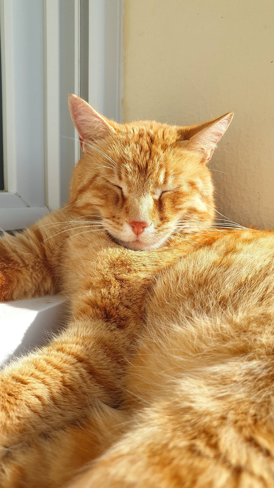 Ruben participe au concours pour gagner de l'argent avec cette photo : carnivore, cat, cat_supply, claw, comfort, domestic_short_haired_cat, fawn, felidae, fur, paw, sitting, small_to_medium_sized_cats, snout, tail, terrestrial_animal, whiskers, wildlife, wood