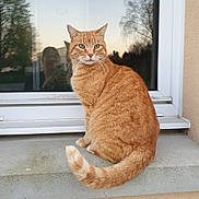 Ruben a rejoint le concours — aidez-le/la à gagner de superbes lots ! animal, building, calm, cat, concrete, domestic, feline, fur, ledges, orange_cat, outdoor, person, pet, portrait, reflection, side_view, sitting, sunset, tree, window