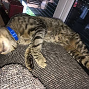 Spencer a rejoint le concours — aidez-le/la à gagner de superbes lots ! american_shorthair, bengal, california_spangled, carnivoran, cat, cat_like_mammal, domestic_short_haired_cat, dragon_li, egyptian_mau, european_shorthair, kitten, mammal, ocicat, pixie_bob, small_to_medium_sized_cats, snout, tabby_cat, tail, toyger, whiskers