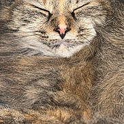 Mittens joined the competition — help win amazing prizes! cat, close_up, cozy, cute, domestic_cat, ears, eyes_closed, face, feline, fur, indoor, longhair, nap, pet, pink_nose, portrait, relaxed, sleeping, tabby, whiskers