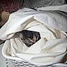 kitten, cat, animal, sleeping, face, eyes, fur, black_and_white, laundry, basket, fabric, blanket, textile, bedroom, indoors, cozy, hiding, cute, portrait, flash_photography