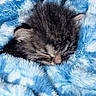 kitten, cat, sleeping, sleepy, animal, pet, fur, tabby, black_and_gray, whiskers, closed_eyes, nose, ears, blanket, fuzzy, blue, white, cozy, close_up, indoors
