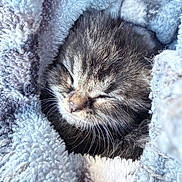 Oscar is registered to the contest to win money with this photo: kitten, cat, sleeping, curled_up, fur, whiskers, closed_eyes, brown_fur, black_fur, white_fur, striped, blanket, fluffy, cozy, cute, pet, animal, close_up, indoors, resting