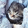 kitten, cat, sleeping, curled_up, fur, whiskers, closed_eyes, brown_fur, black_fur, white_fur, striped, blanket, fluffy, cozy, cute, pet, animal, close_up, indoors, resting