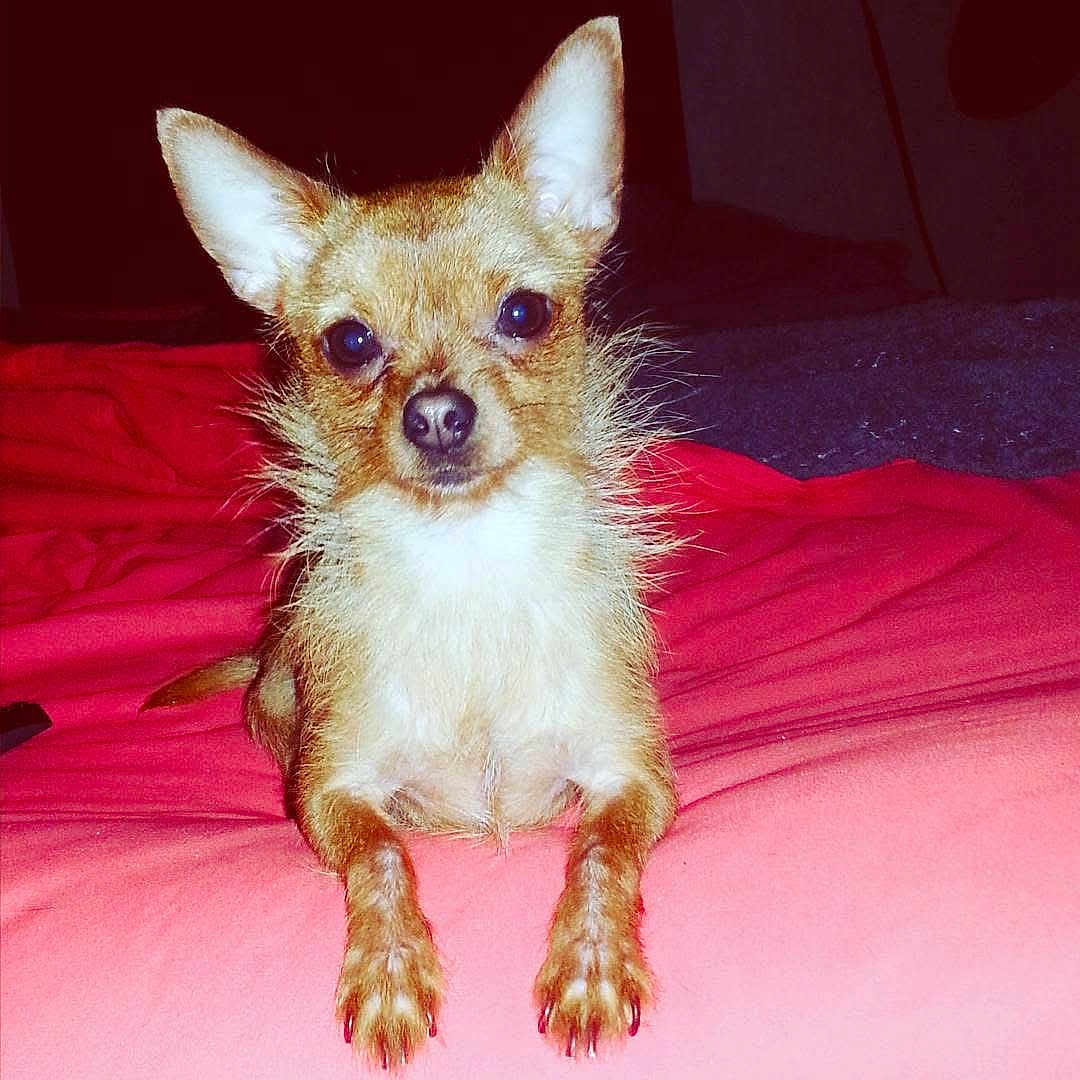Chloebug joined the competition — help win amazing prizes! dog, chihuahua, puppy, small_dog, pet, bed, blanket, pink_bed, fur, ears, big_eyes, nose, paws, portrait, indoor, looking_at_camera, whiskers, sitting, cute, flash_photo