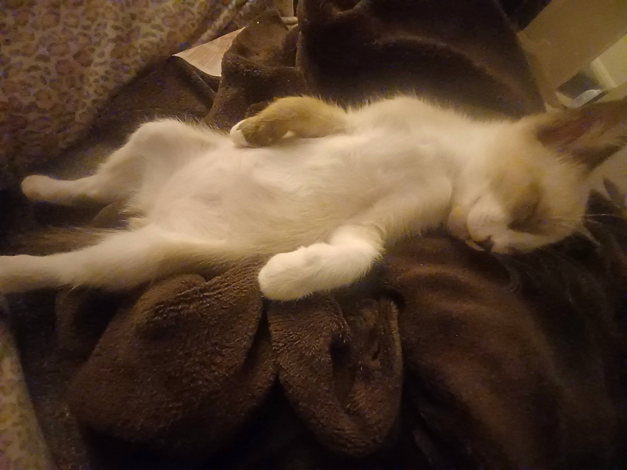 Max joined the competition — help win amazing prizes! carnivore, cat, cloud, comfort, domestic_short_haired_cat, felidae, fur, grey, linens, mammal, metal, monochrome, nap, paw, sky, small_to_medium_sized_cats, tail, tints_and_shades, vertebrate, whiskers