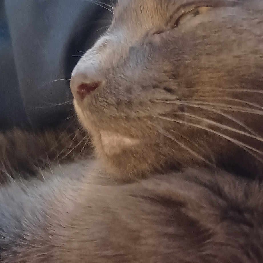 Greystar