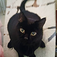 Jinx joined the competition — help win amazing prizes! cat, black_cat, pet, animal, indoor, looking_up, green_eyes, feline, cute, whiskers, tail, fur, close_up, patterned_rug, curious, domestic_cat, sitting, indoors, soft_focus, blurry