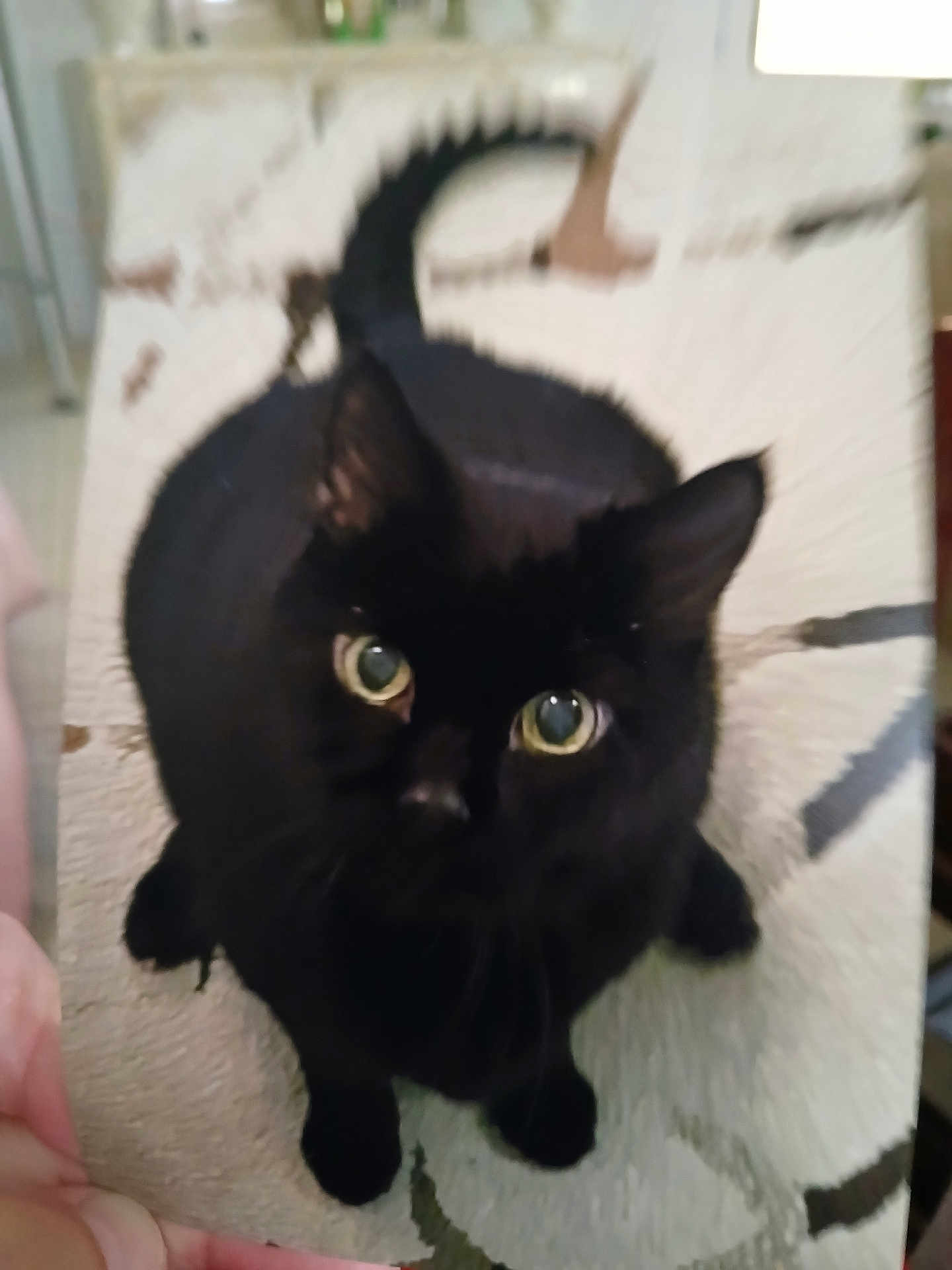 Jinx joined the competition — help win amazing prizes! cat, black_cat, pet, animal, indoor, looking_up, green_eyes, feline, cute, whiskers, tail, fur, close_up, patterned_rug, curious, domestic_cat, sitting, indoors, soft_focus, blurry