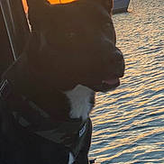 Beau Beau is registered to the contest to win money with this photo: dog, silhouette, sunset, boat, water, sailboat, marine, outdoor, animal, pet, dock, sky, nature, evening, reflection, calm, scenic, travel, vacation, leisure