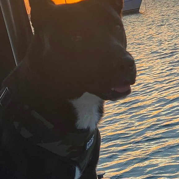 Beau Beau