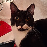 Prince is registered to the contest to win money with this photo: animal, black_and_white, cat, close_up, curious, ears, face, feline, finger, floor, fur, indoor, nose, pet, red_mat, string_lights, tuxedo_cat, wall, whiskers, wide_eyes