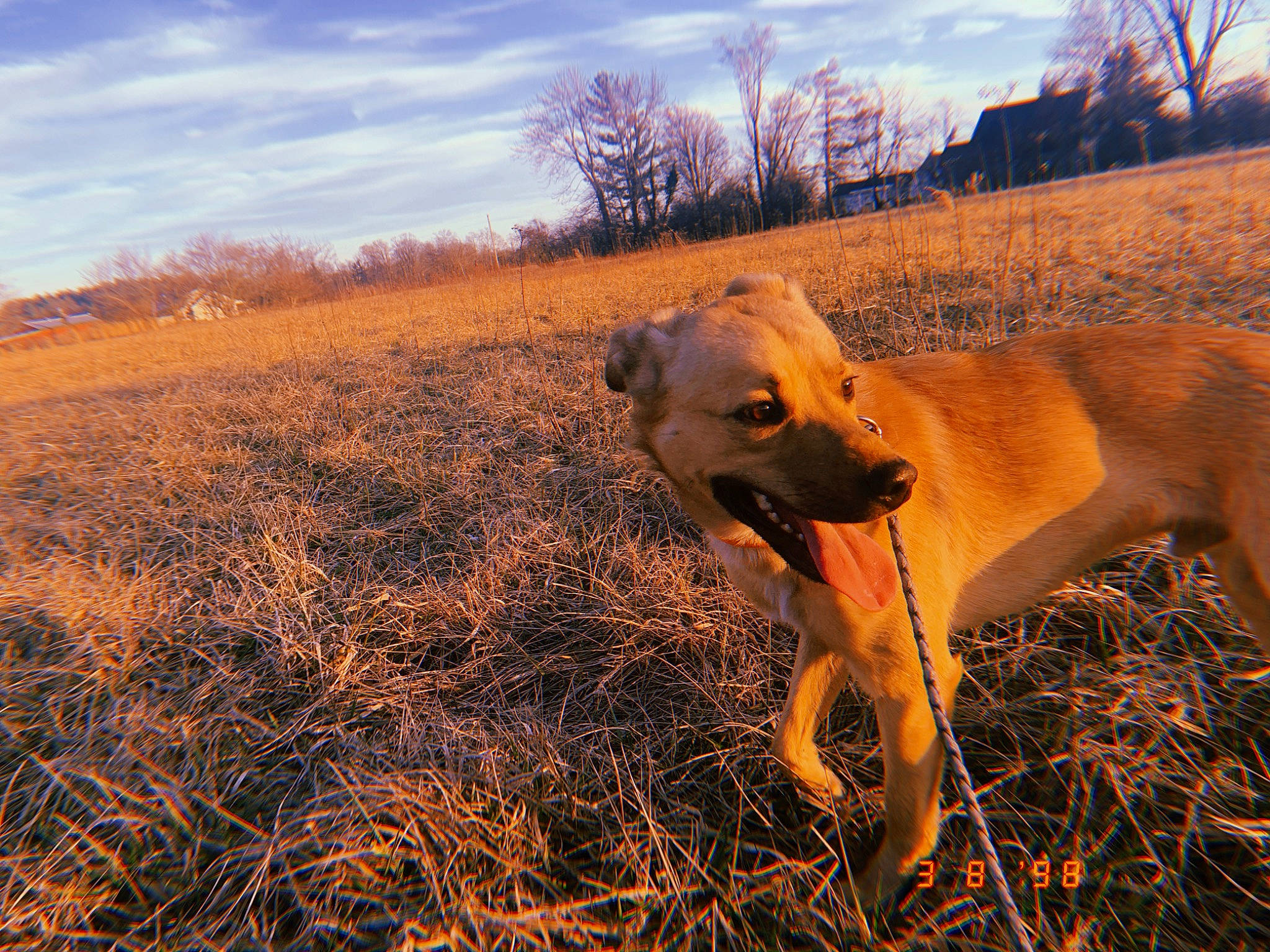 Bear joined the competition — help win amazing prizes! black_mouth_cur, boerboel, broholmer, canidae, carnivore, dog, dog_breed, fawn, grass, grass_family, hunting_dog, mammal, mountain_cur, prairie, savanna, sky, snout, sporting_group, vertebrate, wildlife