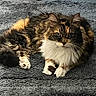 cat, long_hair, fluffy, feline, pet, animal, lying_down, relaxed, portrait, front_view, green_eyes, whiskers, ears, paws, white_chest, brown_fur, black_fur, gray_blanket, indoor, cozy