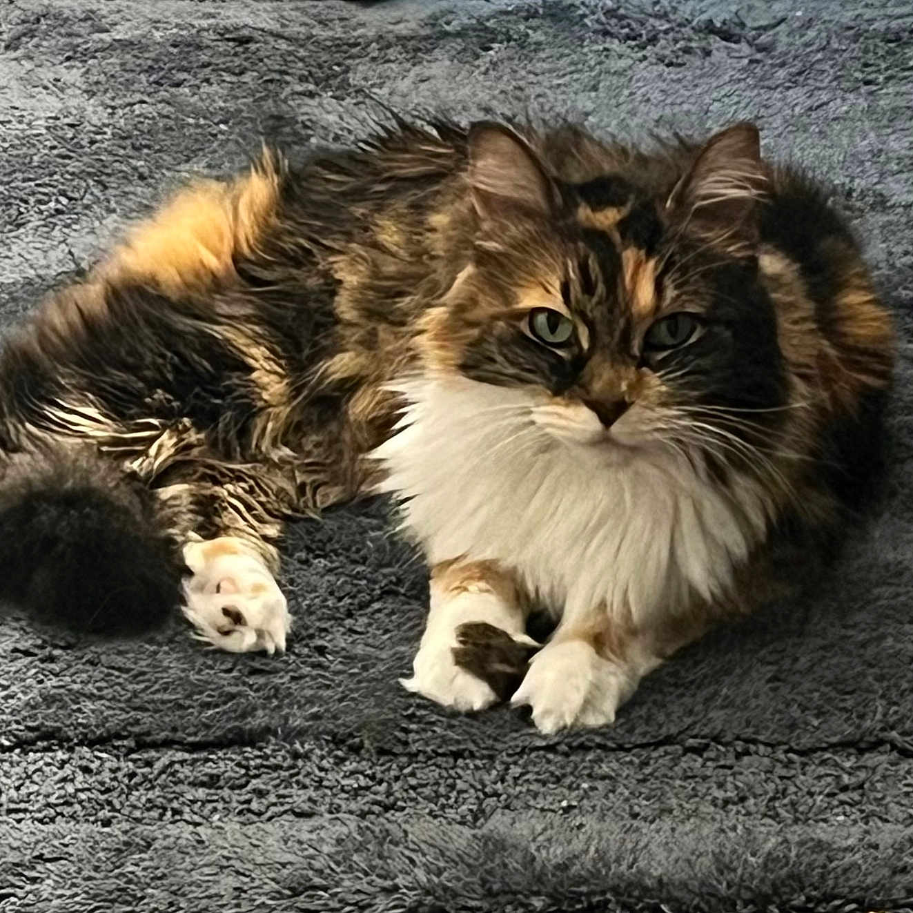 Cassy is registered to the contest to win money with this photo: cat, long_hair, fluffy, feline, pet, animal, lying_down, relaxed, portrait, front_view, green_eyes, whiskers, ears, paws, white_chest, brown_fur, black_fur, gray_blanket, indoor, cozy