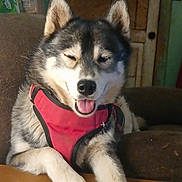 Ember Rose is registered to the contest to win money with this photo: animal, brown, canine, couch, cozy, dog, domestic, face, fur, furniture, happy, husky, indoor, paw, pet, red_harness, relaxed, smiling, tongue_out, wooden_table