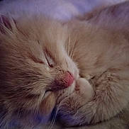 Tucker is registered to the contest to win money with this photo: adorable, animal, close_up, cozy, cute, domestic, face, feline, fur, kitten, mammal, paw, pet, pink_nose, relaxed, rest, sleeping, soft, whiskers, young