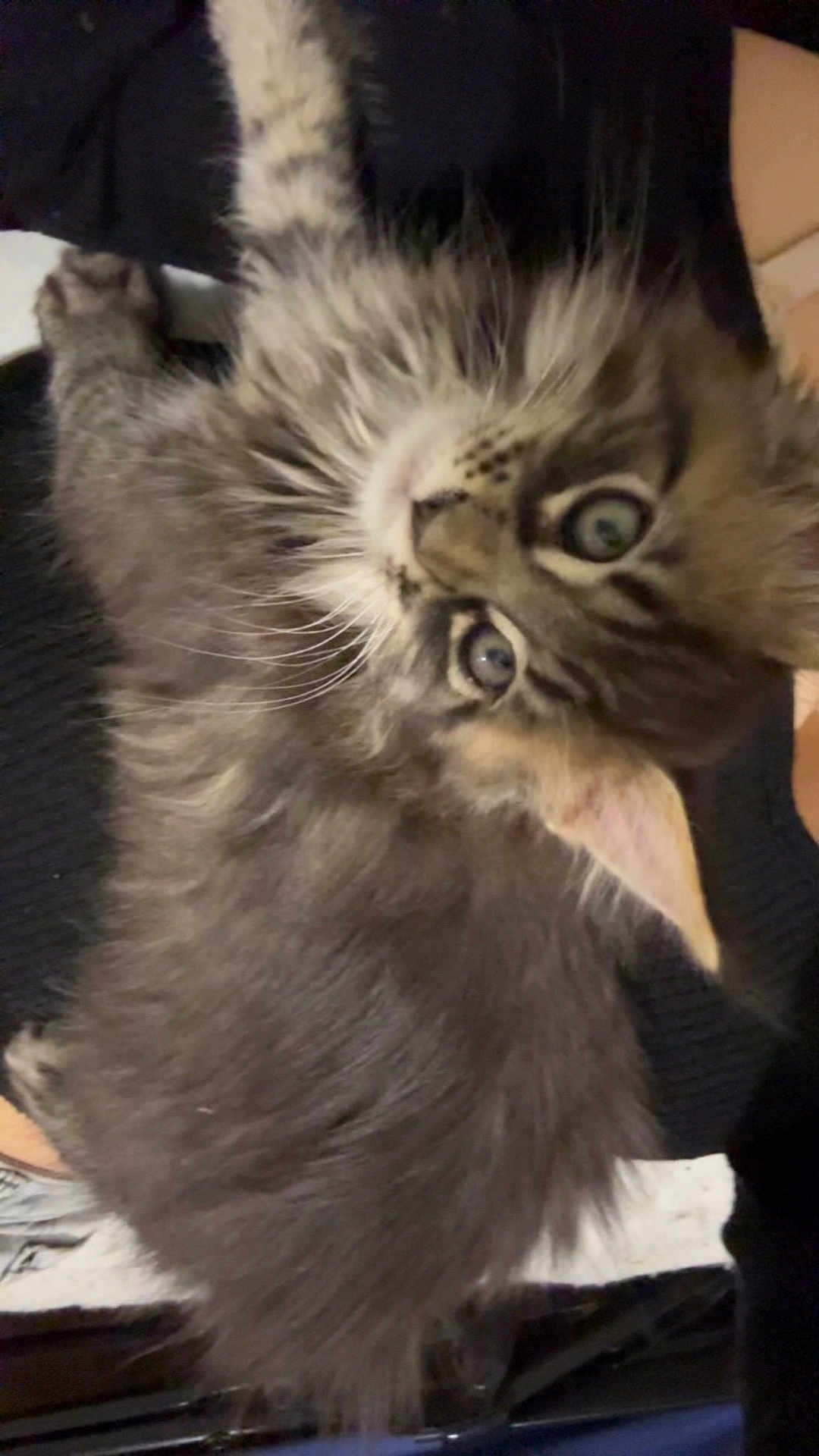 Aiko a rejoint le concours — aidez-le/la à gagner de superbes lots ! cat, kitten, furry, whiskers, big_eyes, tabby, pet, close_up, portrait, fluffy, indoor, black_sweater, paw, ear, curious, lying_down, fur_texture, face, looking_up, cute