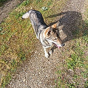 Fenrir participe au concours pour gagner de l'argent avec cette photo : dog, canine, outdoor, grass, path, sunlight, shadow, panting, fur, animal, nature, pet, walking_path, summer, daylight, mammal, quiet, peaceful, playful, tongue_out