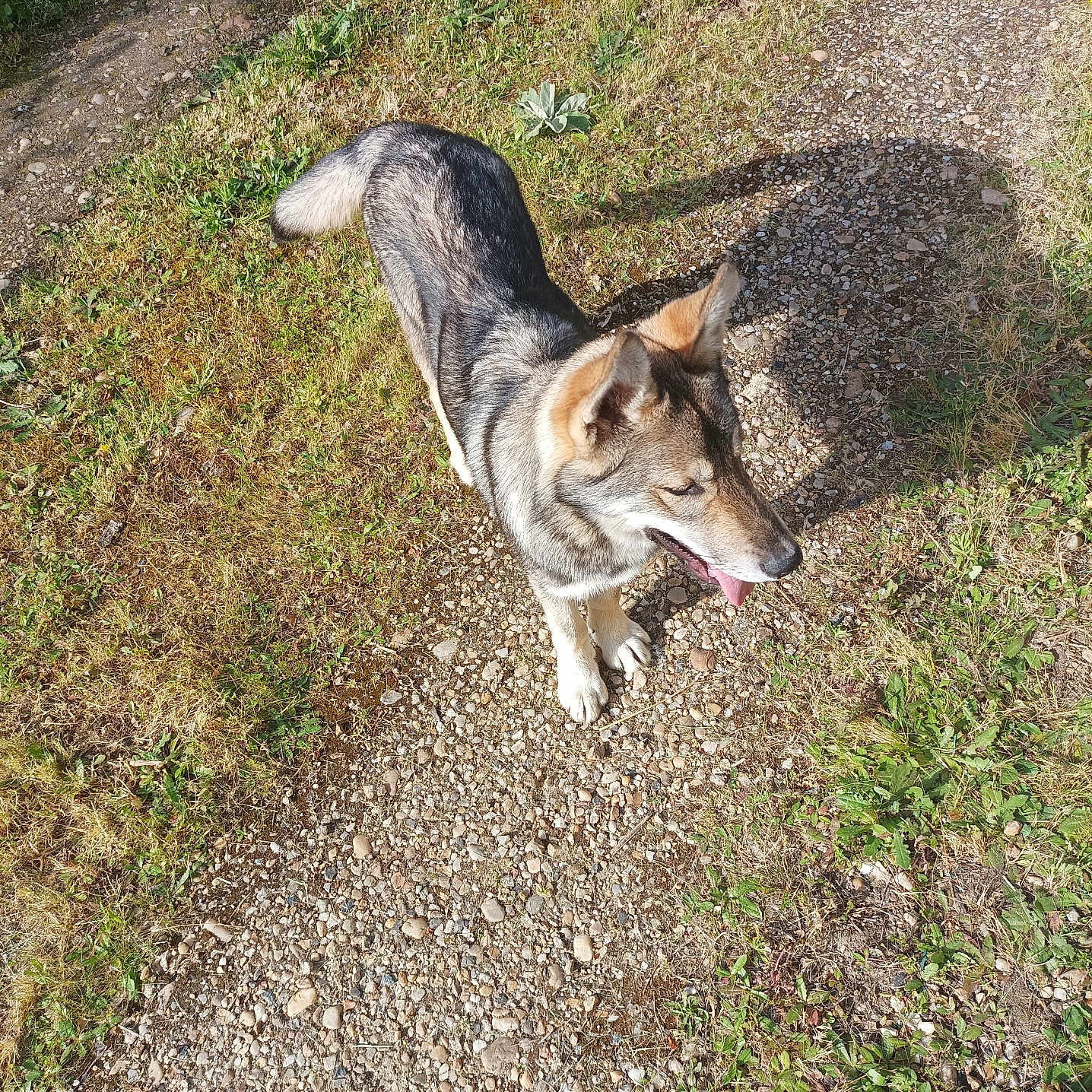 Fenrir participe au concours pour gagner de l'argent avec cette photo : dog, canine, outdoor, grass, path, sunlight, shadow, panting, fur, animal, nature, pet, walking_path, summer, daylight, mammal, quiet, peaceful, playful, tongue_out