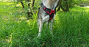 Fenrir participe au concours pour gagner de l'argent avec cette photo : alert, animal, canine, daylight, dog, ears, forest, fur, grass, greenery, harness, leash, mammal, nature, outdoor, park, pet, snout, standing, tree