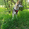 Fenrir participe au concours pour gagner de l'argent avec cette photo : alert, animal, canine, daylight, dog, ears, forest, fur, grass, greenery, harness, leash, mammal, nature, outdoor, park, pet, snout, standing, tree