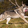 Fenrir a rejoint le concours — aidez-le/la à gagner de superbes lots ! alert, animal, canine, daylight, dog, forest, fur, grass, happy, mammal, motion, nature, outdoor, playful, running, side_view, tongue, tongue_out, walking, wildlife
