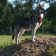 Fenrir a rejoint le concours — aidez-le/la à gagner de superbes lots ! alert, animal, canine, collar, daytime, dirt, dog, forest, fur, grass, leash, mound, nature, outdoor, park, pet, standing, sunlight, tongue_out, tree