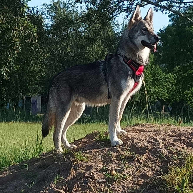 Fenrir